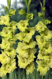 Gladiol Miss Green